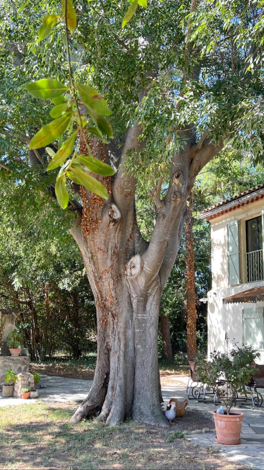 Alpilles Camargue Mas Falabrego Raphèle 外观 照片